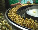 Frankreich rechnet jedes Jahr mit 80 Millionen Enten für ihre Leber